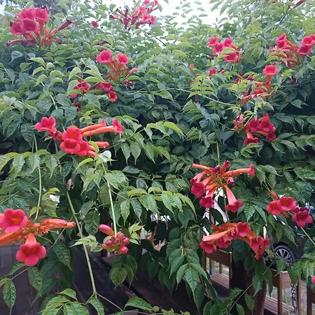 Fattoria Branciana Rossena