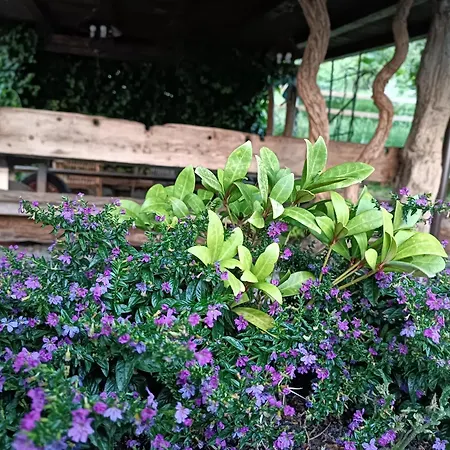 Fattoria Branciana Bed and breakfast 3*