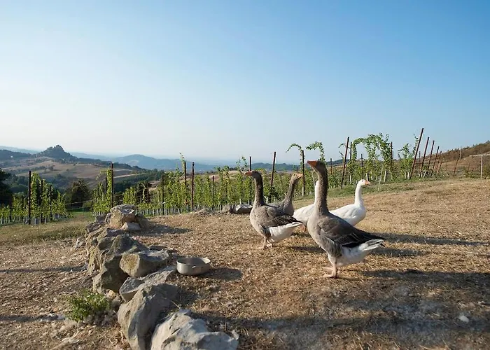 Fattoria Branciana Nocleg ze śniadaniem