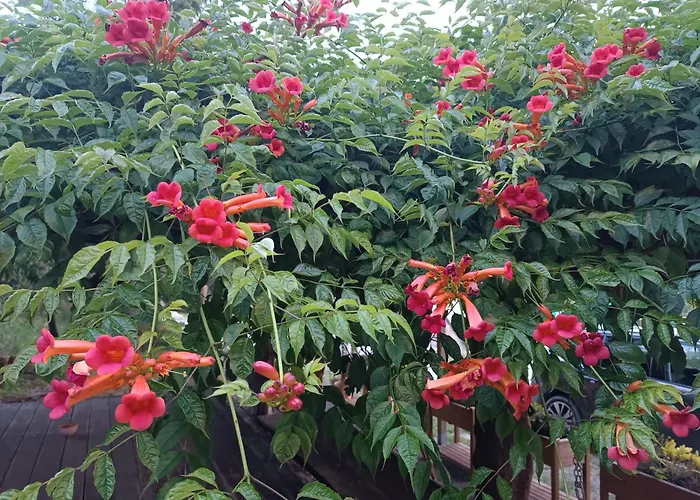 Fattoria Branciana Rossena