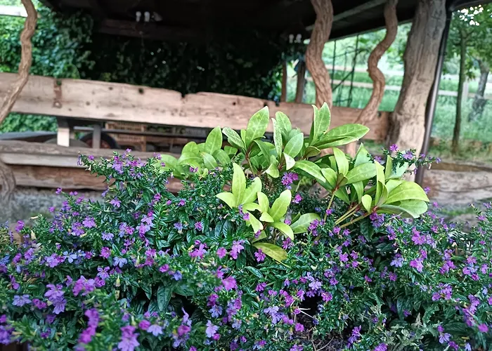 Fattoria Branciana فندق مبيت وإفطار 3*